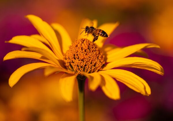 Dernek Sitesi Kurmanın Faydaları: Üyelerle İletişim ve Etkileşim