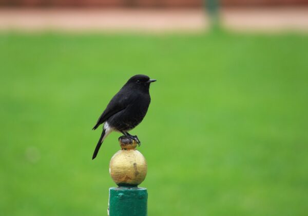 WordPress İçin ChatGPT Eklentisi: İçerik Üretiminde Yeni Çağ