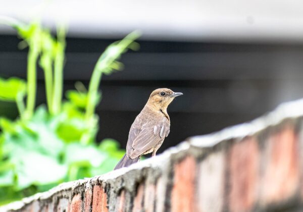 WordPress İçin En İyi ChatGPT Eklentileri