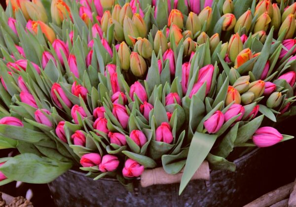 Yeni Başlayanlar İçin Aktar Sitenizi Optimize Etme Rehberi